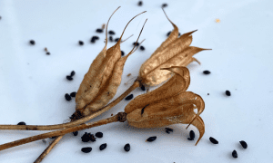 Seed Swap and Mystery of the Mast Seed @ Sustainable Living Center at the RE Store