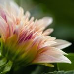 Close-up of flower blooming outdoors,Portland,Oregon,United States,USA