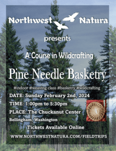 Pine Needle Basketry - A Wildcrafter's Workshop @ Chuckanut Center