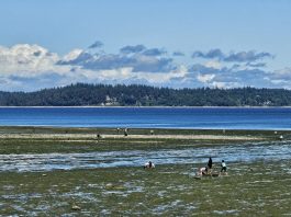 People on the shore at Tolmie State Beach during low tide, with an island in the distance and clouds in the sky