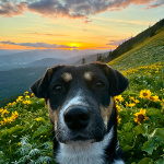 2025 First Fed Photo Contest Dog