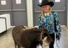 A little girl in a cowboy hat and sequin blue, teal and silver western show shirt standing with a black miniature horse with a white face and white legs at the Grays Harbor County Fairgrounds