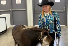 A little girl in a cowboy hat and sequin blue, teal and silver western show shirt standing with a black miniature horse with a white face and white legs at the Grays Harbor County Fairgrounds