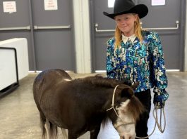 A little girl in a cowboy hat and sequin blue, teal and silver western show shirt standing with a black miniature horse with a white face and white legs at the Grays Harbor County Fairgrounds