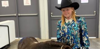 A little girl in a cowboy hat and sequin blue, teal and silver western show shirt standing with a black miniature horse with a white face and white legs at the Grays Harbor County Fairgrounds
