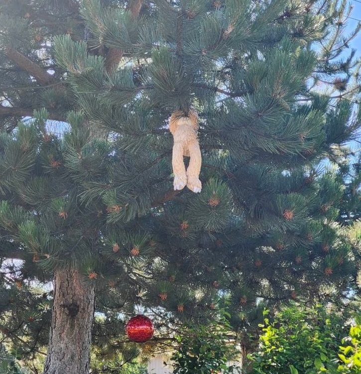 Bellingham animal mascots