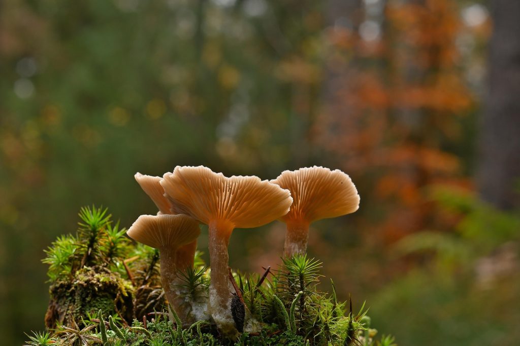 mushroom picking Foraging in Whatcom County