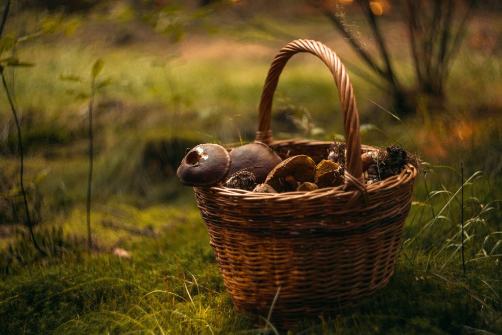 mushroom picking Foraging in Whatcom County
